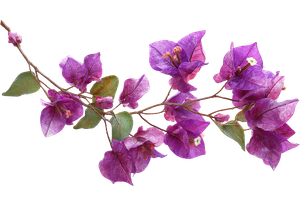 Fleur de bougainvillier