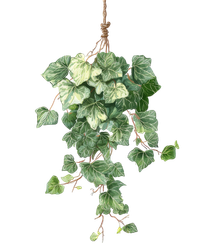 Plante suspendue